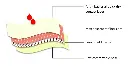 layers.webp